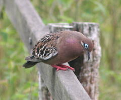 Zenaida galapagoensis