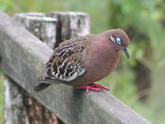 Zenaida galapagoensis