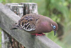 Zenaida galapagoensis