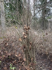 Philadelphus lewisii