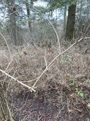 Philadelphus lewisii