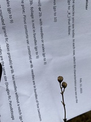 Philadelphus lewisii