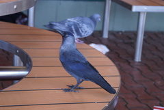 Corvus monedula