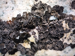 Umbilicaria cylindrica