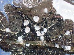 Nodilittorina pyramidalis