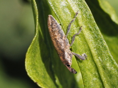Lixus subtilis