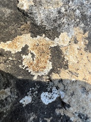 Variospora aurantia