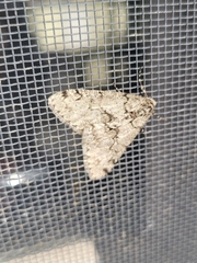 Phigalia strigataria