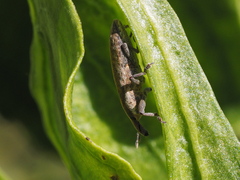 Lixus subtilis