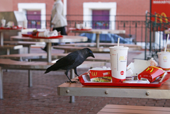 Corvus monedula