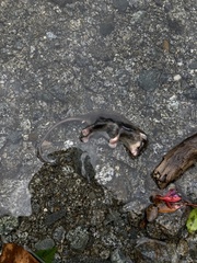 Dromiciops gliroides