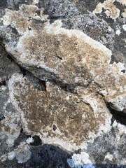 Variospora aurantia