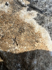 Variospora aurantia