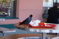 Corvus monedula