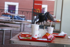 Corvus monedula