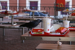 Corvus monedula