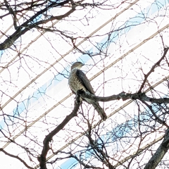 Accipiter cooperii
