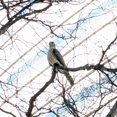 Accipiter cooperii