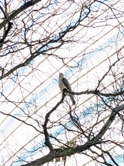 Accipiter cooperii