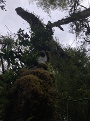 Laureliopsis philippiana