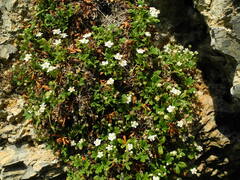 Potentilla saxifraga