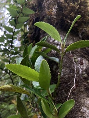Laureliopsis philippiana