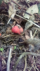 Leratiomyces erythrocephalus