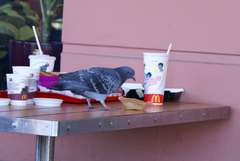 Columba livia domestica