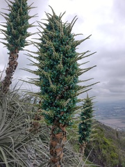 Puya alpestris zoellneri