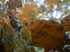 Gallionellaceae