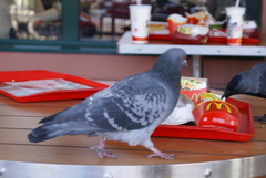 Columba livia domestica