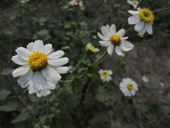 Amauria brandegeeana