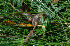 Mycena agrestis