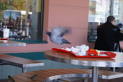 Columba livia domestica