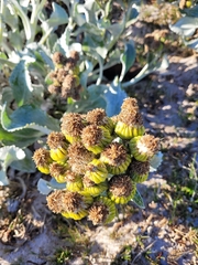 Senecio candidans