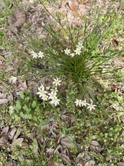 Nothoscordum bivalve