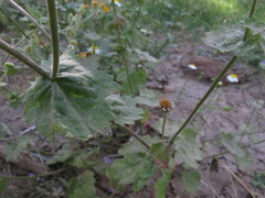 Amauria brandegeeana