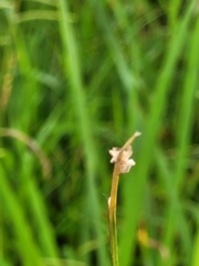 Arachosia praesignis