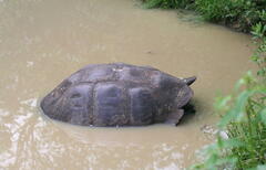 Chelonoidis niger porteri