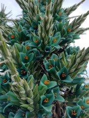 Puya alpestris zoellneri