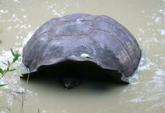 Chelonoidis niger porteri