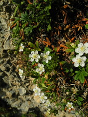 Potentilla saxifraga