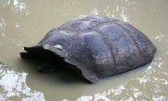 Chelonoidis niger porteri
