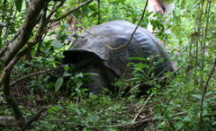 Chelonoidis niger porteri