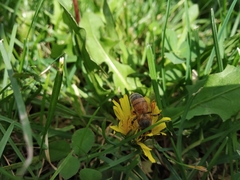 Apis mellifera