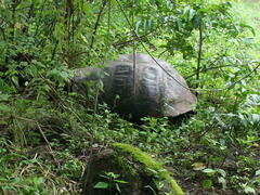 Chelonoidis niger porteri