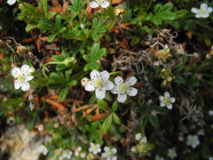 Potentilla saxifraga