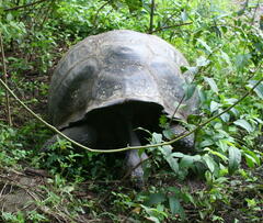 Chelonoidis niger porteri