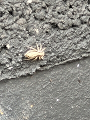 Menemerus bivittatus