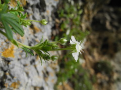 Potentilla saxifraga